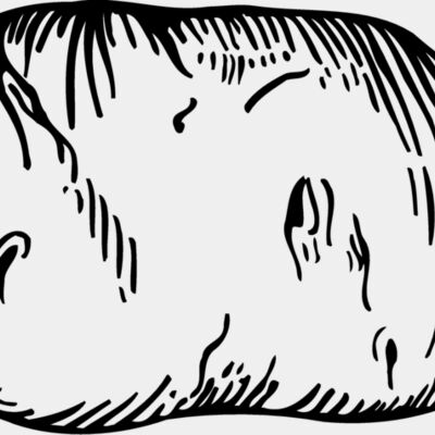 VEG019 Thumbnail
